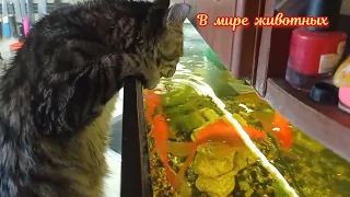 Котенок Кузя решил помыть посуду)