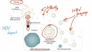 Viral Genetics for the USMLE Step 1