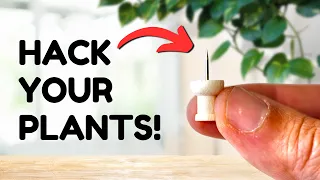 Top 13 Plant Hacks Everyone Should Know