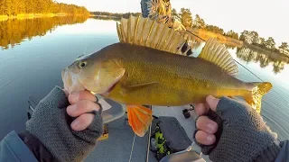 CURLY TAIL VS PADDLE TAIL (Perch Fishing Challenge)