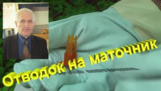 Профессор Кашковский: как сделать отводок на маточник?