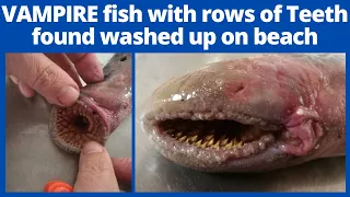 Rare blood-sucking VAMPIRE fish with rows of teeth found washed up on beach, Video Viral