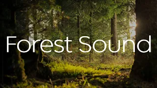 Forest Sounds | Woodland Ambience, Bird Song, Nature Song | 5 Hours