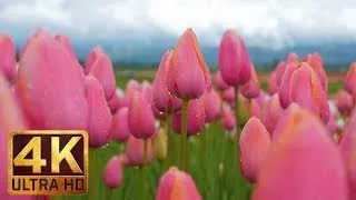 The Best Documentary Ever - 4K Flowers Video for Relaxation + Piano Sounds 3 HRS | Wooden Shoe Tulip