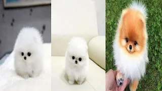 Most famous pomeranian tiktok compilation 2021, Funny and cute pomeranian,,❤️