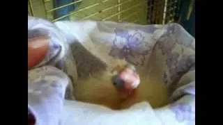 Попугаи нимфы - кореллы Кузя и Фиби (разведение) 11  Птенец просит кушать. Breeding Corell.