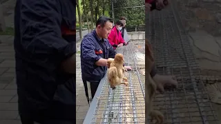 Throwing a live chicken at tigers