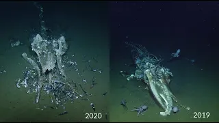 Return to the Davidson Seamount Whale Fall | Nautilus Live