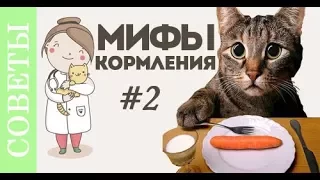 Что вы не знали о кормлении кошки?! Советы ветеринара