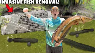 FISH TRAP REMOVES INVASIVE FISH From My BACKYARD POND!