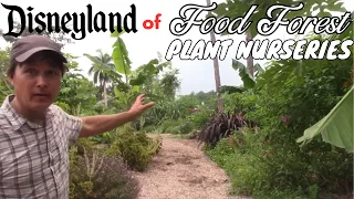 Best Perennial Vegetables for Your Tropical Food Forest Garden