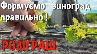 ФОРМУВАННЯ ВИНОГРАДУ ВЕСНОЮ. ОБЛОМКА І НОРМУВАННЯ ПАГОНАМИ. ЗБІЛЬШИТИ УРОЖАЙ ТА ПОПЕРЕДИТИ ХВОРОБИ