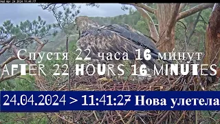 Алтын загулял на 22 часа + и принёс подарок🦅🤯🦅Altyn was gone for 22 hours +🌞Алтынычи•23.04.-24.04.24