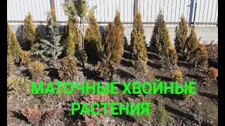 🌳🌲ПОСАДИЛ НА ПОСТОЯННОЕ МЕСТО МАТОЧНЫЕ ДЕКОРАТИВНЫЕ РАСТЕНИЯ.🌳