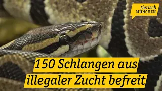 Tierisch München: 150 Schlangen aus illegaler Zucht befreit