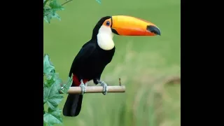 Top most beautiful toucan birds in the world