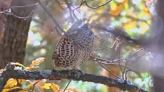 Охота в России. Охота на рябчика с манком - Hunting in Russia Hazel Grouse - Järpjakt 2018