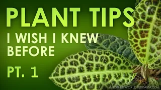 PLANT TIPS I wish I knew before (MASSIVE VALUE!)