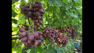 НА ВИНОГРАДНИКЕ У СВОЕЙ ЗНАКОМОЙ! 🍇🍇🍇 ТЕЛ.+79054033245, WhatsApp и Viber =79528500417.