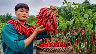 Harvest chili peppers, Bring it to the local market to sell, My daily life