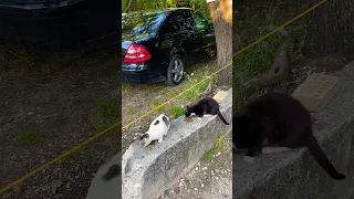 😹😹😹 как вы думаете, это кошки повесили этот знак? 😹😹😹