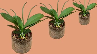 This strange way of planting makes the orchid grow quickly and bloom in all 4 seasons