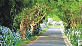 Passeio pelo interior da ilha Terceira Açores | Tour on Terceira Island Azores