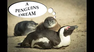 Exploring Boulders Beach: Adorable Penguins & Breathtaking Views in Cape Town, South Africa!