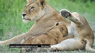 Lion Cubs drinking from Mom