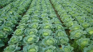 How to Grow Cabbage | Cabbage Farming and Cabbage Harvesting