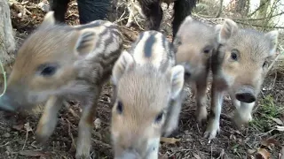 Wild boar Žofia and her 8 piglets