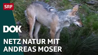 Erklärungen zum Wolf | NETZ NATUR mit Andreas Moser | Doku | Reupload | DOK | SRF