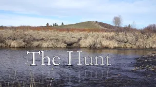 The Hunt: Elusive Brown Trout in the foothills of Alberta
