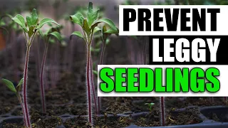 3 Ways To Prevent Leggy Seedlings - Garden Quickie Episode 124
