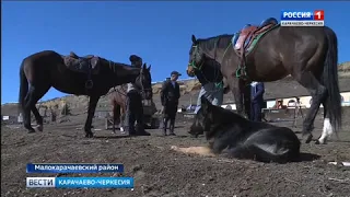 Карачаевские лошади приняли участие в самых престижных скачках в ОАЭ. КАРАЧАЕВСКАЯ ПОРОДА ЛОШАДЕЙ