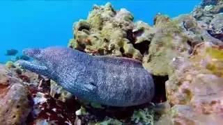 Eel Attack Hawaii