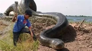 Indian Street Circus, Amazing Talent-- Perfect and Clean ||Roadside Snake_,[ Real Snake Dance]