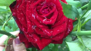 Роза Black Magic (Черная Магия) в моем саду!