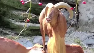 Darth vader goat remix