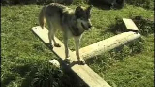 Renki Teeters, Wolfgang Leaps at Wolf Park