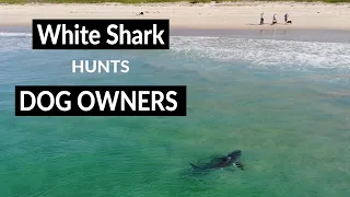 WHITE SHARK HUNTS DOG OWNERS - Shark Drone Footage