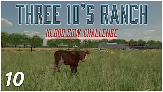 BABY COWS! - Three 10's Ranch - Midwest Horizon - Farming Simulator 22