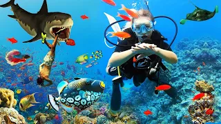 Ras Mohammed Nature Reserve in Sharm El Sheikh, Yacht excursion and white island, diving with fish