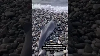 В Сочи дельфина выбросило на берег