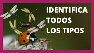 ✓ Tipos de insectos 🕷 - Definición y características 🦋