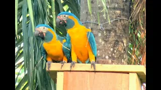 TPC Sept 2020 Zoom meeting - Bennett Hennessey - Saving the Blue-Throated Macaw