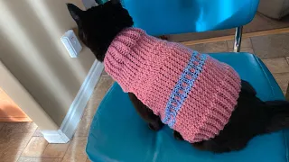 Knit in the Round - Adult cat sweater