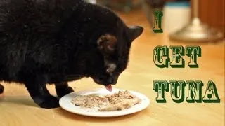 I Get Tuna (Official Music Video) - N2 the Talking Cat