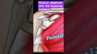 Muscle insertion in the proximal humerus #shorts