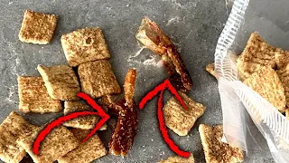 Man Who Says Cinnamon Toast Crunch Had Shrimp In It Is Getting Them DNA Tested